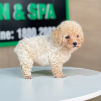 Poodle Tiny - Màu Kem (MS 01)