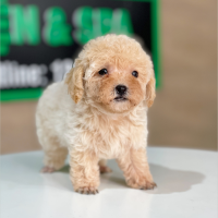 Poodle Tiny - Màu Kem (MS 01)