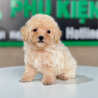 Poodle Tiny - Màu Kem (MS 01)