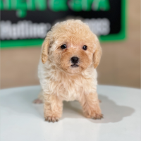 Poodle Tiny - Màu Kem (MS 01)