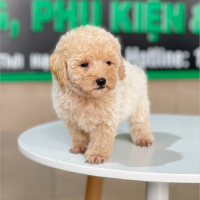Poodle Tiny - Màu Kem (MS 02)