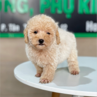 Poodle Tiny - Màu Kem (MS 02)