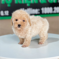 Poodle Tiny - Màu Kem (MS 02)