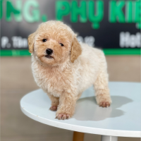 Poodle Tiny - Màu Kem (MS 02)
