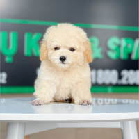 Poodle Tiny - Màu Kem (MS 03)