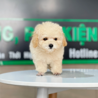 Poodle Tiny - Màu Kem (MS 03)