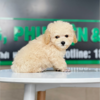 Poodle Tiny - Màu Kem (MS 03)