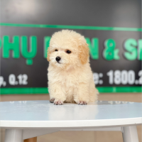 Poodle Tiny - Màu Kem (MS 03)