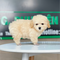 Poodle Tiny - Màu Kem (MS 03)