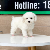 Poodle Toy - Màu Trắng (MS 01)