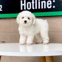 Poodle Toy - Màu Trắng (MS 01)