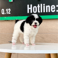 Poodle Toy - Màu Bò Sữa (MS 02)