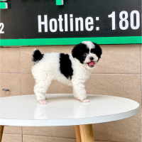 Poodle Toy - Màu Bò Sữa (MS 02)