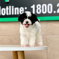Poodle Toy - Màu Bò Sữa (MS 02)