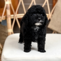 Poodle Toy - Màu Đen (MS 04)