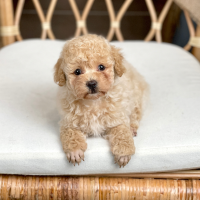 Poodle Toy - Màu Kem (MS 06)