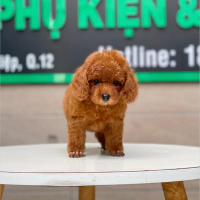 Poodle Toy - Màu Nâu (MS 19)