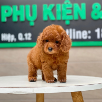 Poodle Toy - Màu Nâu (MS 19)