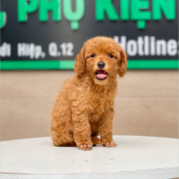 Poodle Toy - Màu Nâu (MS 21)