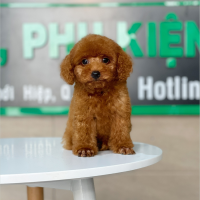 Poodle Toy - Màu Nâu (MS 24)