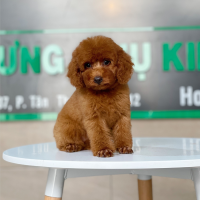 Poodle Toy - Màu Nâu (MS 25)