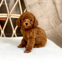 Poodle Toy - Màu Nâu (MS 27)
