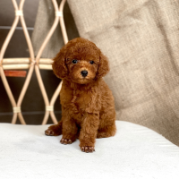 Poodle Toy - Màu Nâu (MS 27)