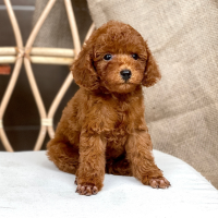 Poodle Toy - Màu Nâu (MS 27)
