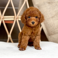 Poodle Toy - Màu Nâu (MS 27)