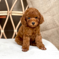 Poodle Toy - Màu Nâu (MS 27)