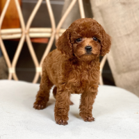 Poodle Toy - Màu Nâu (MS 28)