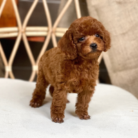Poodle Toy - Màu Nâu (MS 28)