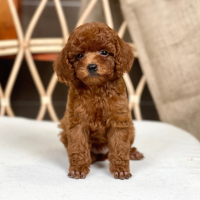 Poodle Toy - Màu Nâu (MS 28)