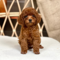 Poodle Toy - Màu Nâu (MS 28)