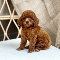Poodle Toy - Màu Nâu (MS 28)