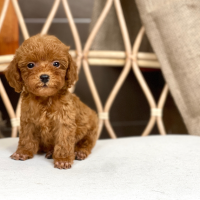 Poodle Toy - Màu Nâu (MS 29)
