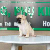 Pug - Màu Vàng Kem (MS 01)