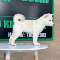 Shiba Inu - Màu Kem (MS 01)