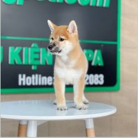 Shiba Inu - Màu Vàng (MS 01)