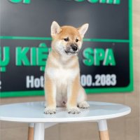 Shiba Inu - Màu Vàng (MS 01)
