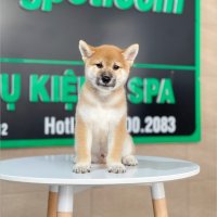 Shiba Inu - Màu Vàng (MS 01)