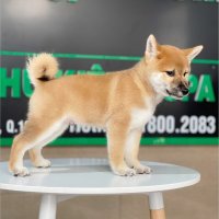 Shiba Inu - Màu Vàng (MS 01)