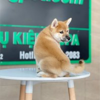 Shiba Inu - Màu Vàng (MS 01)
