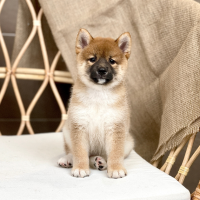 Shiba Inu - Màu Vàng (MS 04)