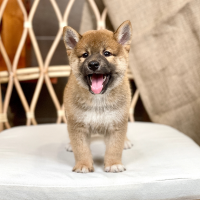 Shiba Inu - Màu Vàng (MS 05)