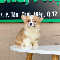 Corgi Lông Dài - Màu Vàng (MS 04)