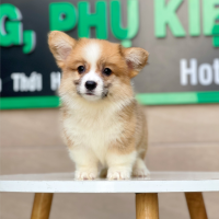 Corgi Lông Dài - Màu Vàng (MS 04)