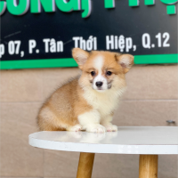 Corgi Lông Dài - Màu Vàng (MS 04)