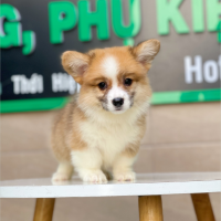 Corgi Lông Dài - Màu Vàng (MS 04)