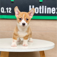 Corgi Lông Ngắn - Màu Vàng (MS 03)